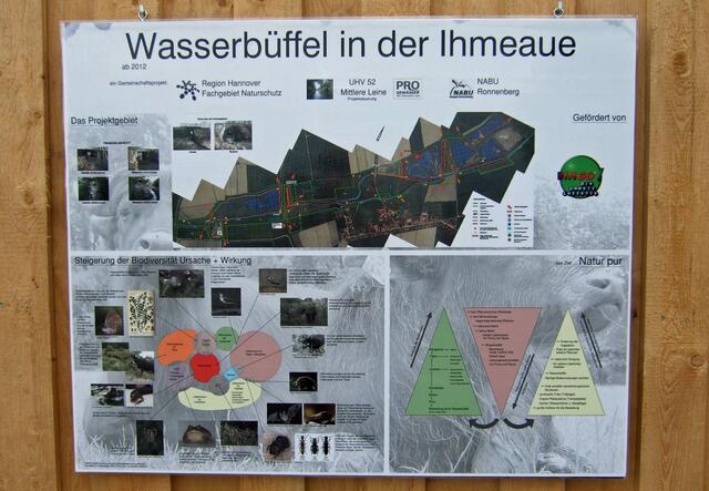 Projekt: Wasserbüffel in der Ihmeaue