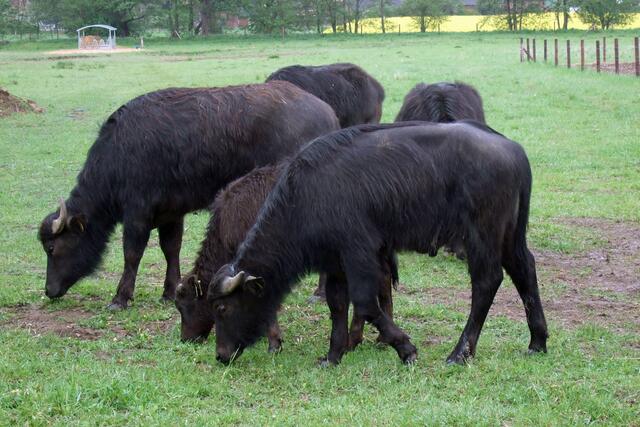 Gras schmeckt auch
