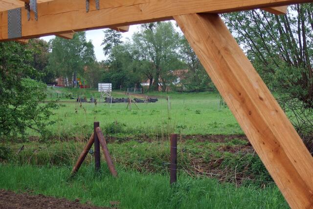 Herde der Wasserbüffel in der Ihmeaue