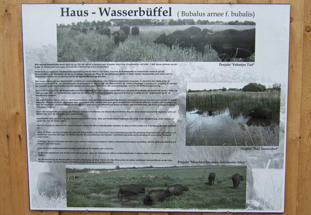 Haus-Wasserbüffel