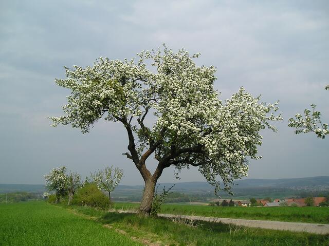 ...wieder leckere Äpfel tragen.