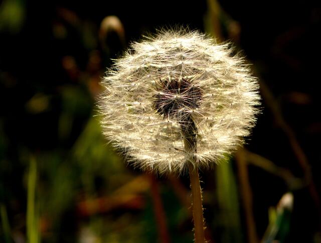 Im Abendsonnenschein: Die "Pusteblume", gleichermaßen geliebt und "gefürchtet" (Die schnelle Verbreitung der fliegenden Samen durch den Wind - ein Albtraum manches Gartenbesitzers).