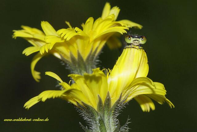 Ein Kleines Granatauge (Erythromma viridulum) in seinem "Versteck".