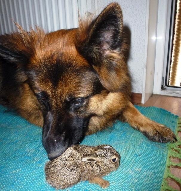 "Wer bist du denn?"