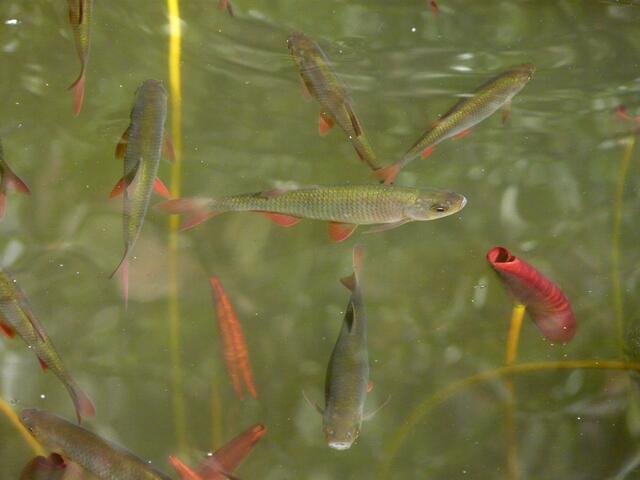 Wer tummelt sich im Teich?