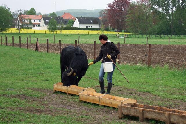 Frau Baumgarten füttert und streichelt die Büffelkuh