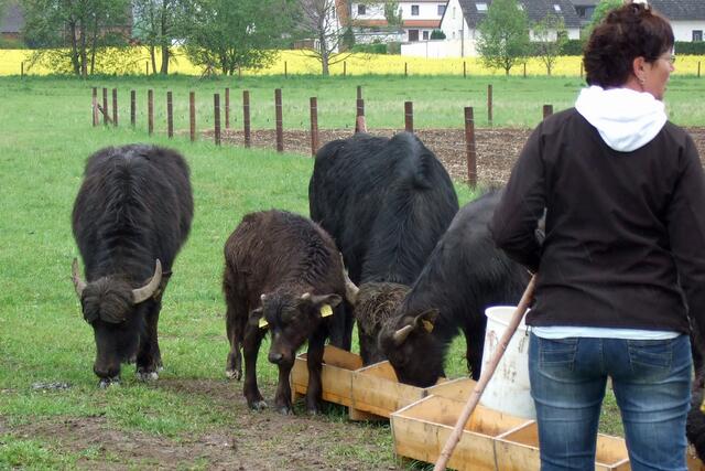 Das jüngste Kalb