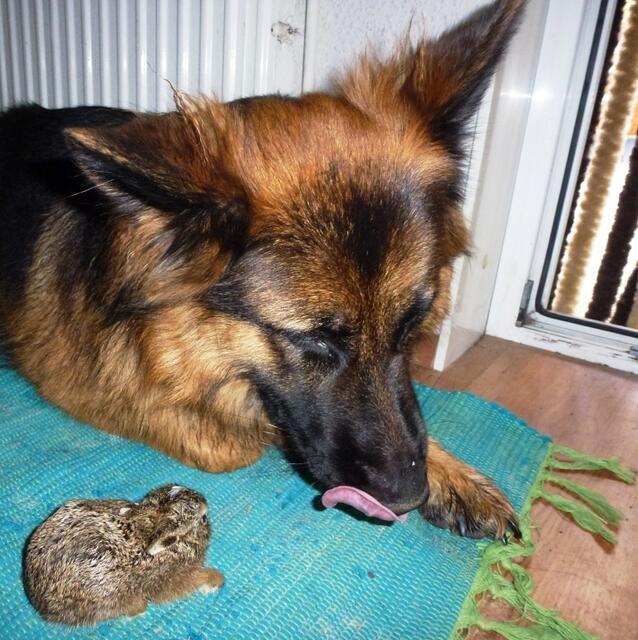 Lecker Braten - NEIN, Grace ist einfach unsicher!
