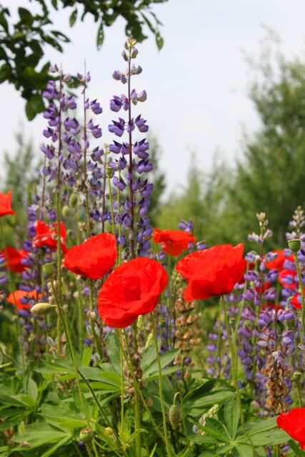 In freier Natur. Schön und sehenswert.