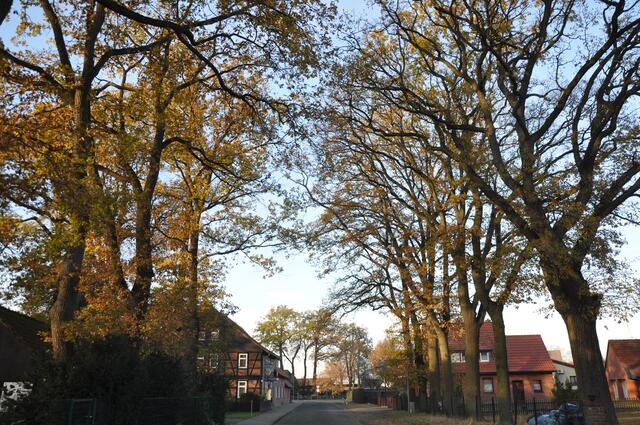 Im Detail - Meitze im Burgdorfer Land © OKOK TELEVISION