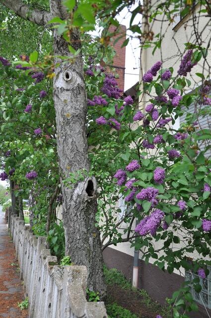 Im Detail - Hänigsen im Burgdorfer Land - ein Bericht von OKOK TELEVISION