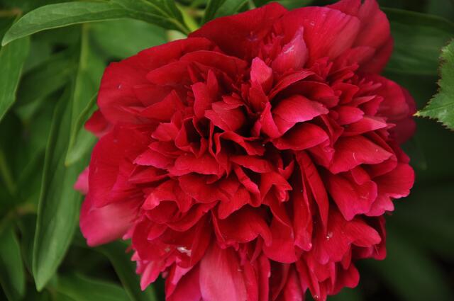 Im Detail - Hänigsen im Burgdorfer Land - ein Bericht von OKOK TELEVISION