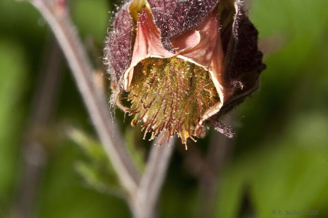 Wer weiß, was das für eine Blüte ist? Die komplette Pflanze gibts im nächsten Bild.