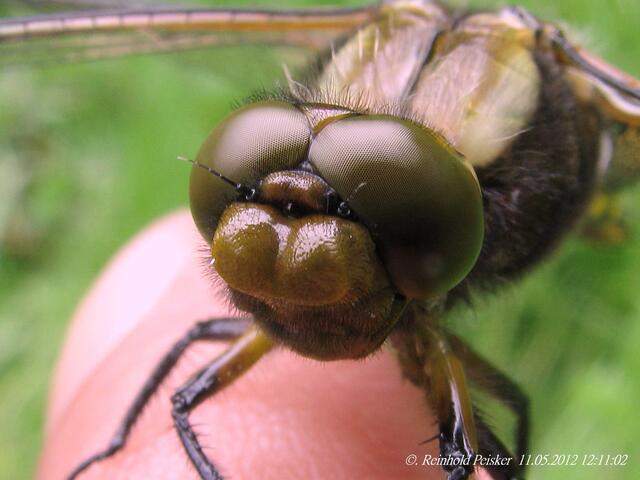 Auge in Auge !