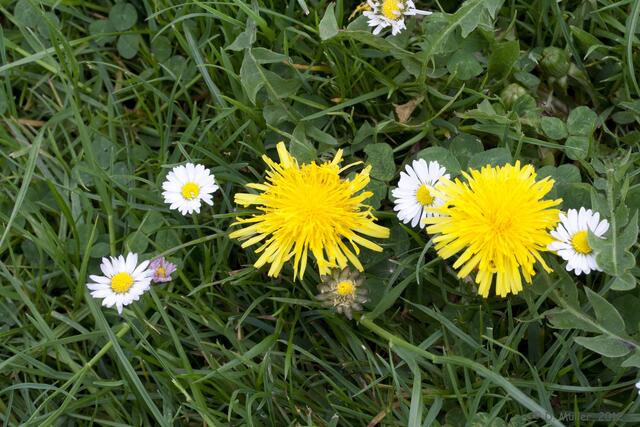 Löwenzahn als Blüte ...