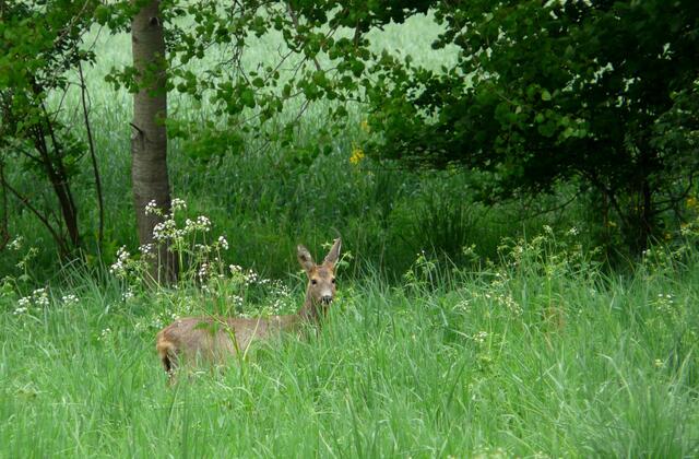 Das Rehwild fühlt sich in seiner Deckung durch den im Mai höheren Bewuchs sicherer und zeigt sich weniger scheu. Auch die schöne Ricke gestattete eine größere Annäherung als noch vor wenigen Wochen.