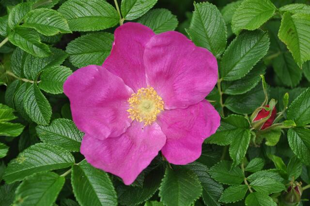 Im Detail - Hänigsen im Burgdorfer Land - ein Bericht von OKOK TELEVISION