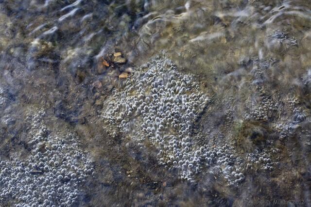Luftblasen unter Wasser