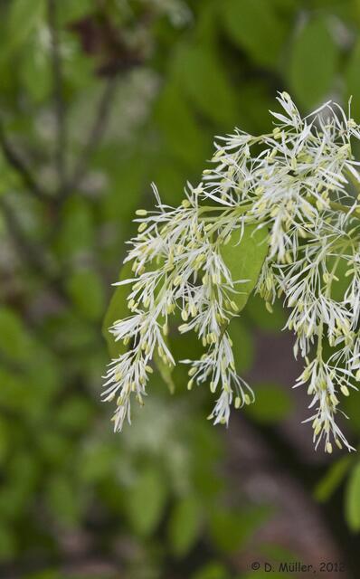 Manna-Esche (Fraxinus ornus)