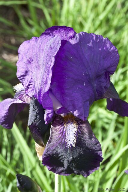 Iris