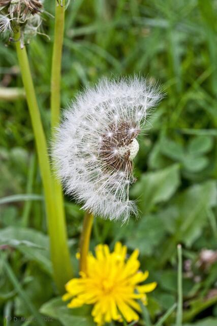 ... halb verpustet ...