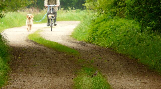 Wer war die Mutigste? Könnt ihr sie erkennen? Wegen der Brut-, Setz- und Aufzuchtzeit herrscht in Niedersachsen noch bis zum 15. Juli die "Leinenpflicht" für Hunde im Wald und in der freien Landschaft.