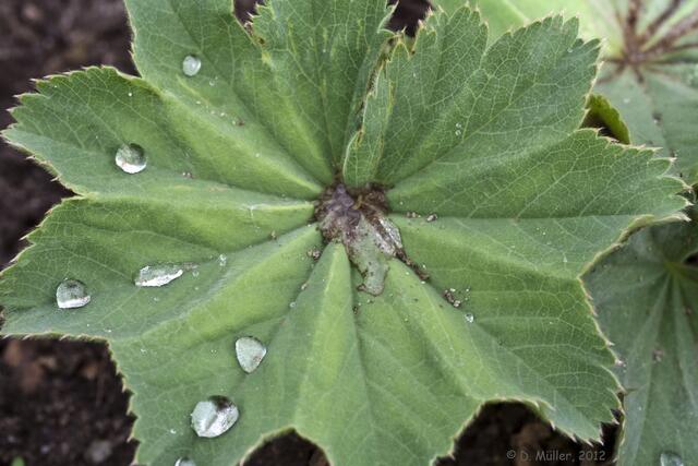 Frauenmantel (Alchemilla vulgaris)