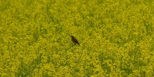Sanft lässt sich der Vogel im Wind auf dem Rapshalm wiegen. Über ihr jagen die Schwalben in wilden Flugmanövern die auffliegenden Insekten.
