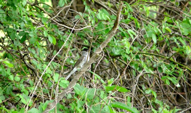 SUCHBILD - Wer versteckt sich hier?