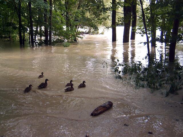Enten schwimmen neben der Isar........