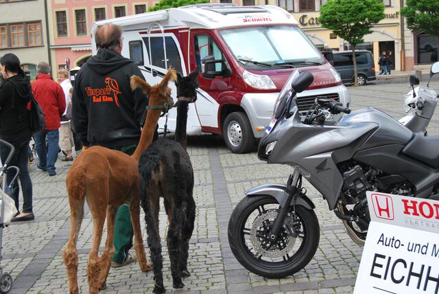 Vierbeiner suchen Zweirad? Die (frisch gescherten) Alpakas stammen aus dem Tierpark Bad Kösen.