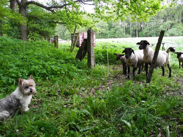 he...das ist der kleine Hund......!!!...........