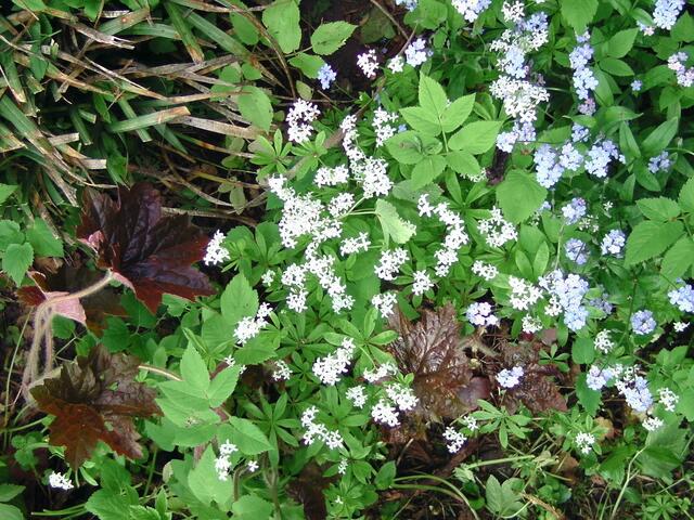 Waldmeister