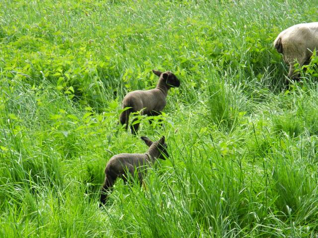 ach, Mama ist schon weiter, schnell hinterher....