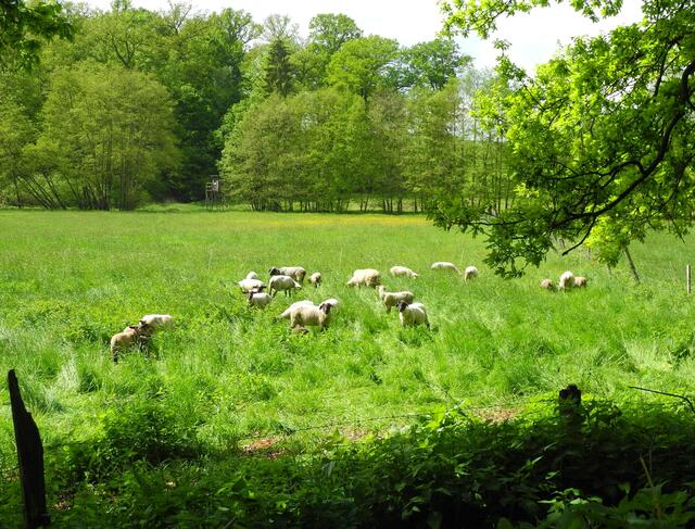 zu meinen Freunden  dahinten im Gras.