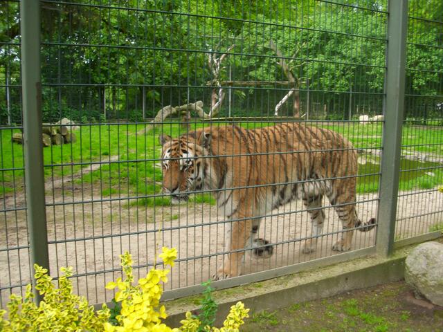 Der Tiger