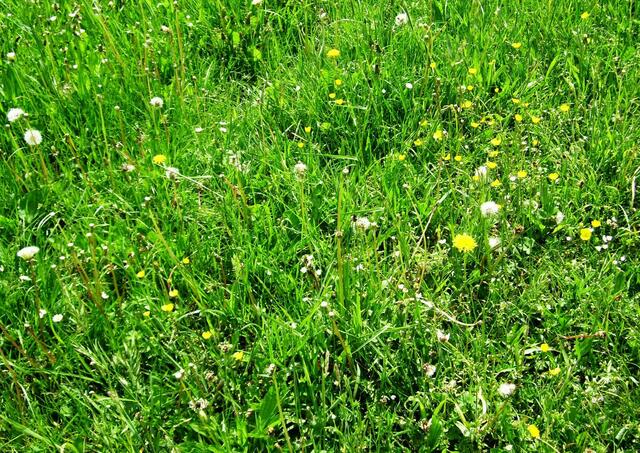 Typische Wiese mit Pflanzen