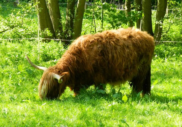 Ihm schmeckt das frische Gras