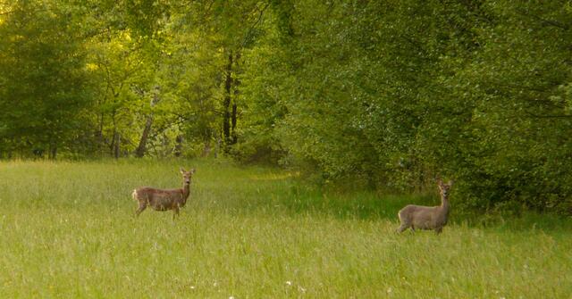 Das Rehwild in Landstraßennähe beobachtet aufmerksam die Umgebung.