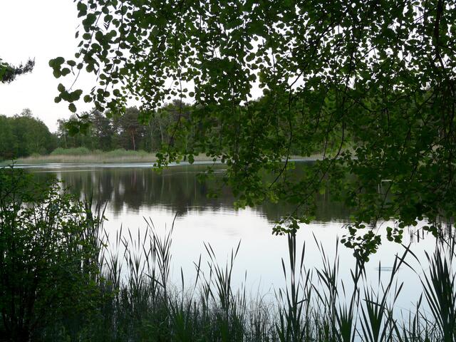 Ein Blick über den idyllischen, abendlichen Würmsee. - Natur genießen!