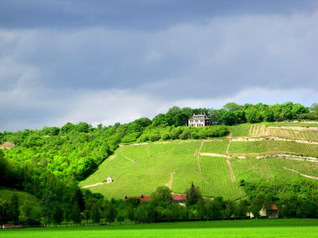 Weinberge an der Strada del Sol Richtung Roßbach.