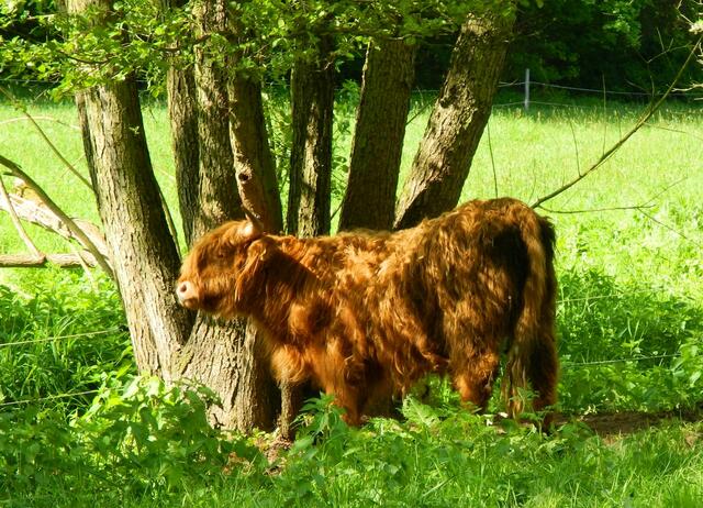 Sie schubbert sich lieber an dem Baum