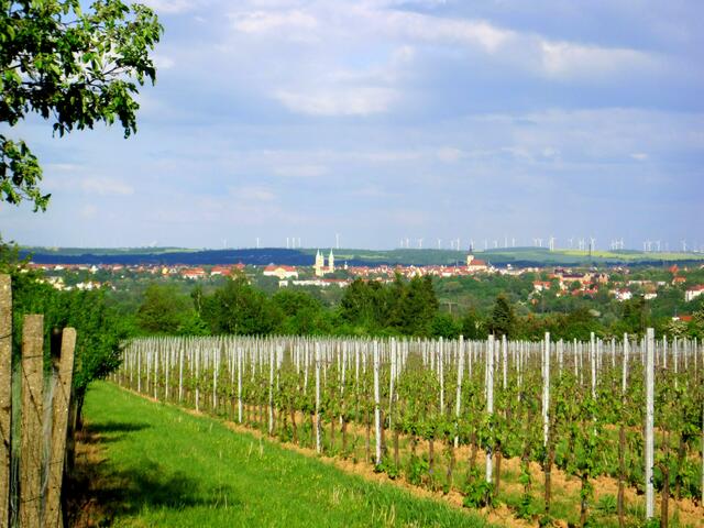 Blick von den Weinbergen auf Naumburg - Metropole der Toskana des Ostens.