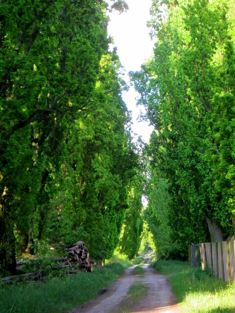 An der besonderen Eichenallee in Eckartsberga-Marienthal beginnt der Hasselbach-Radweg zur Mündung in die Unstrut in Balgstädt-Freyburg.