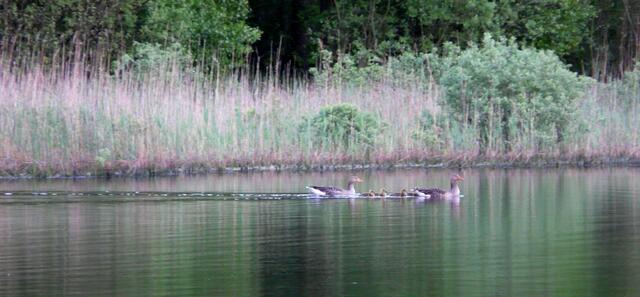 Die kleine Graugansfamilie schwimmt geschwind vorbei. - Sie queren den abendlichen Würmsee, um zu ihrem Nest zu gelangen.