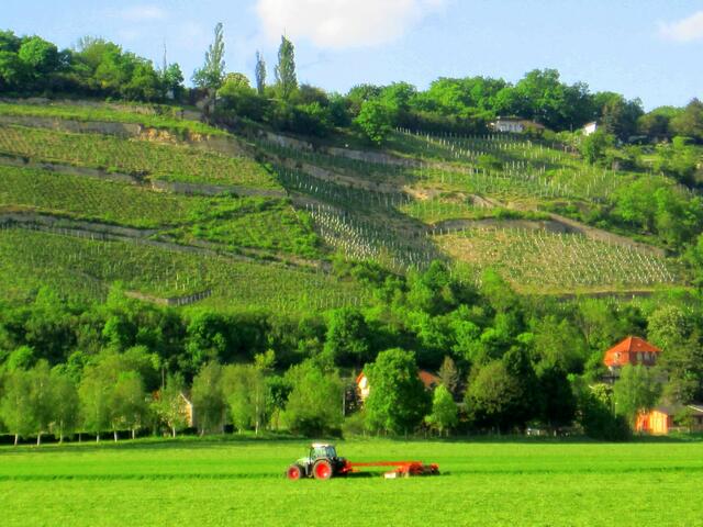 Weinlage Steinmeister