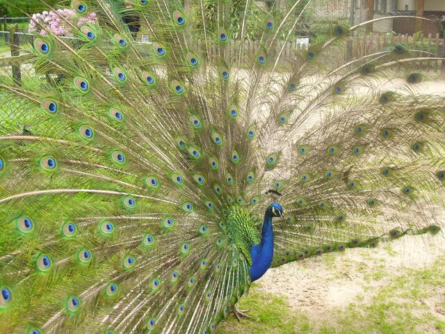 Der eitle Pfau!