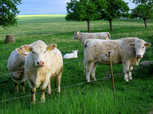 ...und schon liegt es im Gras. Mutti wacht darüber.