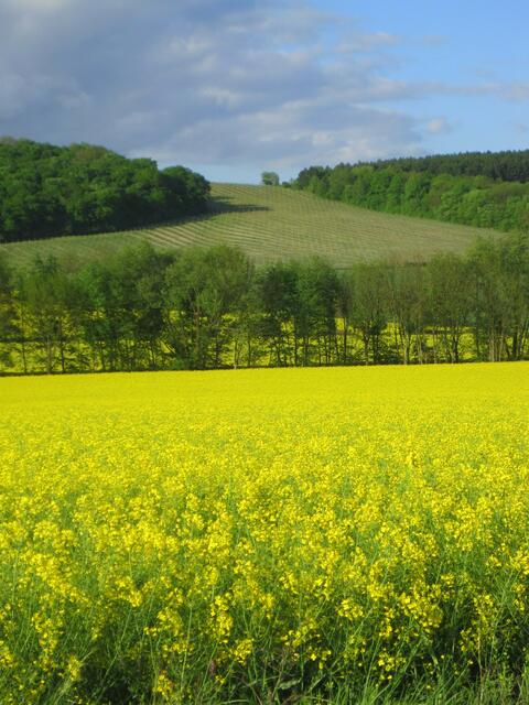 Weinberg bei Burgheßler im Hasselbachtal.