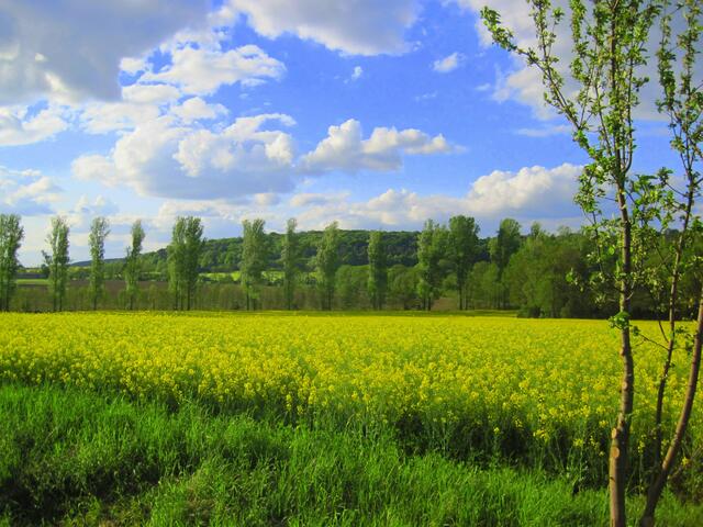 Am Hasselbach bei Klosterhäseler